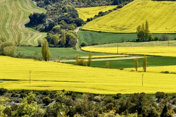 Paysage avec champs verts et jaunes