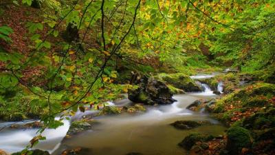 Randonnée au cœur de la forêt d’Iraty