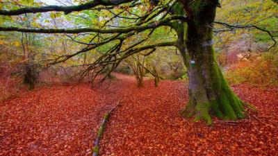 Hiking through the heart of the Irati Forest