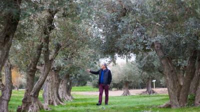 Ribera de Navarra: olive oil and rice